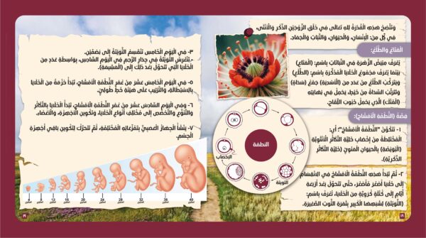 الإنسان في القرآن الكريم